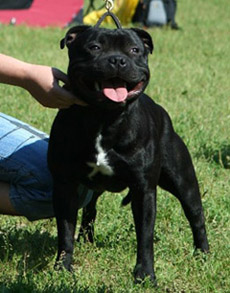 стаффордширский бультерьер